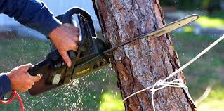 Best Utility Line Clearance  in Union City, IN