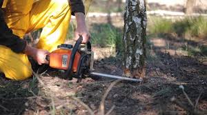 Best Root Management and Removal  in Union City, IN