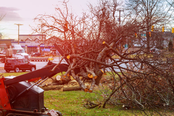 Union City, IN Tree Care Company