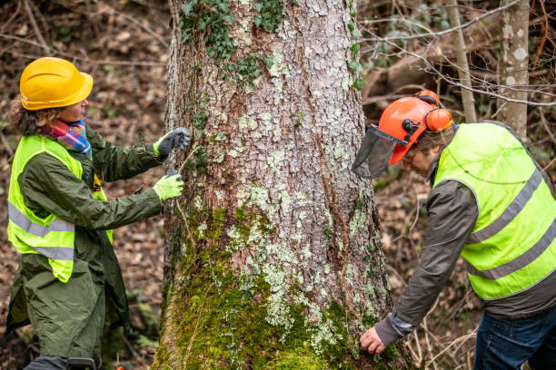 Best Tree Disease Treatment  in Union City, IN