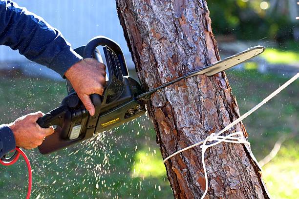 Best Hazardous Tree Removal  in Union City, IN