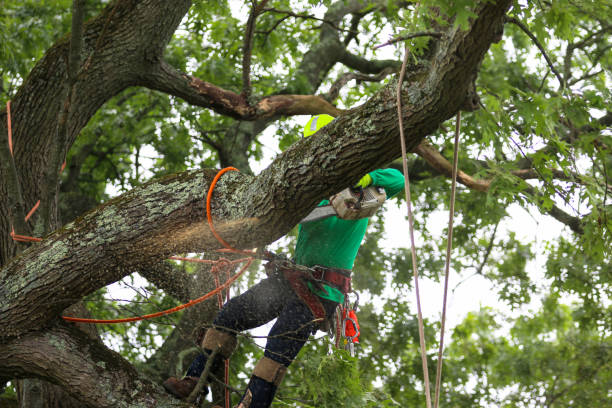 Best Fruit Tree Pruning  in Union City, IN