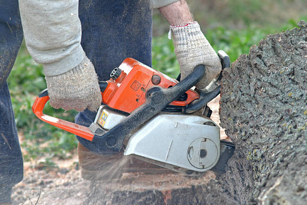 Best Tree Maintenance Programs  in Union City, IN