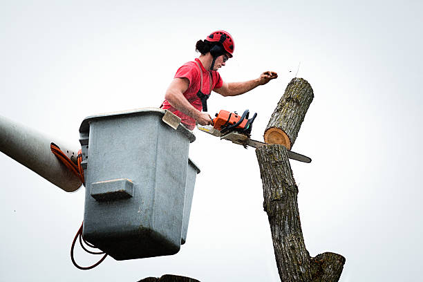 Best Fruit Tree Pruning  in Union City, IN