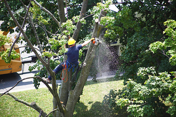 Best Weed Control  in Union City, IN