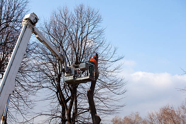 Best Tree Removal  in Union City, IN