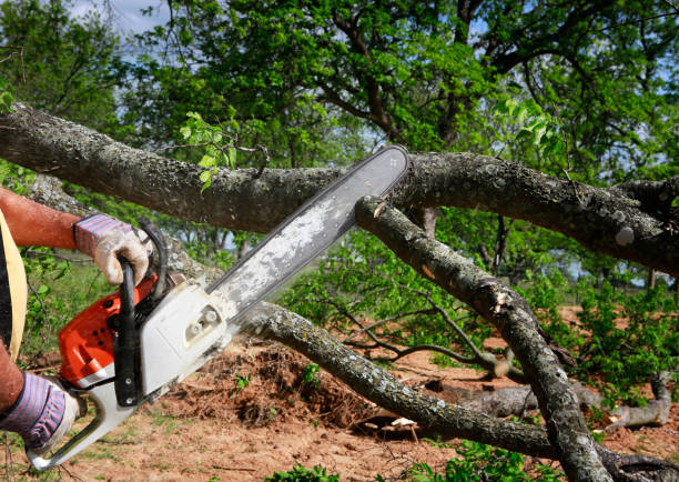 How Our Tree Care Process Works  in  Union City, IN