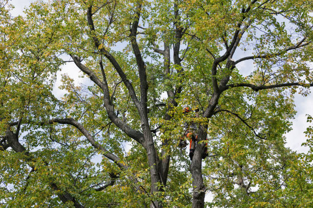 Reliable Union City, IN Tree Care Solutions